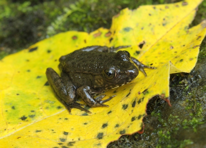 Green Frog